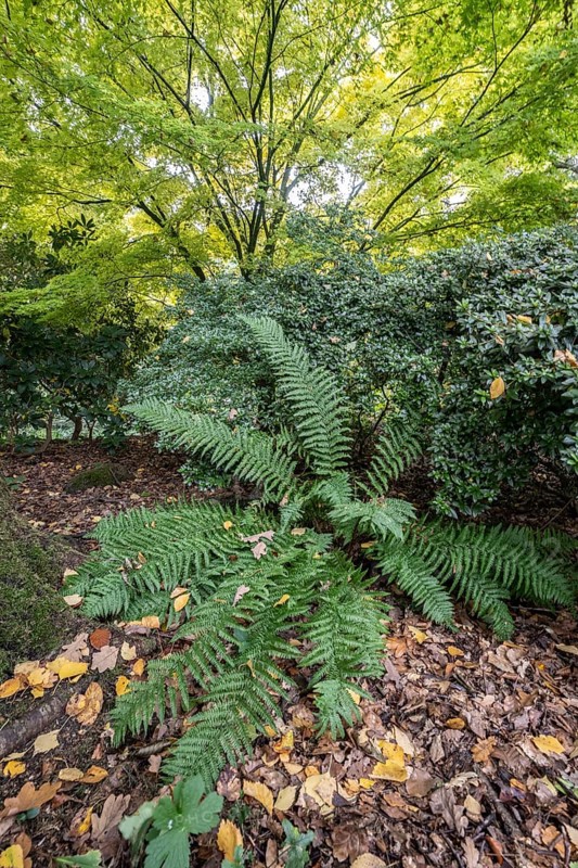 Fern (Polystichum) and Japanese fan maple (Acer palmatum Sangu Kaku), Emsland, Lower Saxony, Germany
