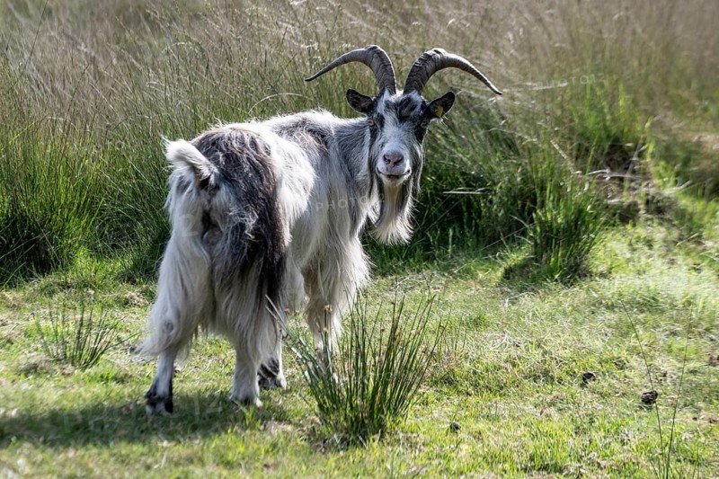 Dutch goat (Capra aegagrus hircus), Emsland, Lower Saxony, Germany