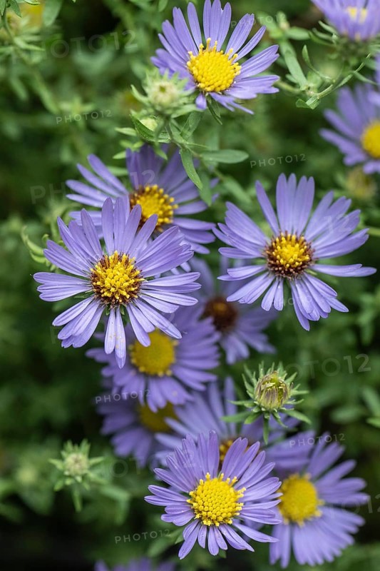 Aromatic aster (Symphotrichum oblongifolium), Rhineland-Palatinate, Germany