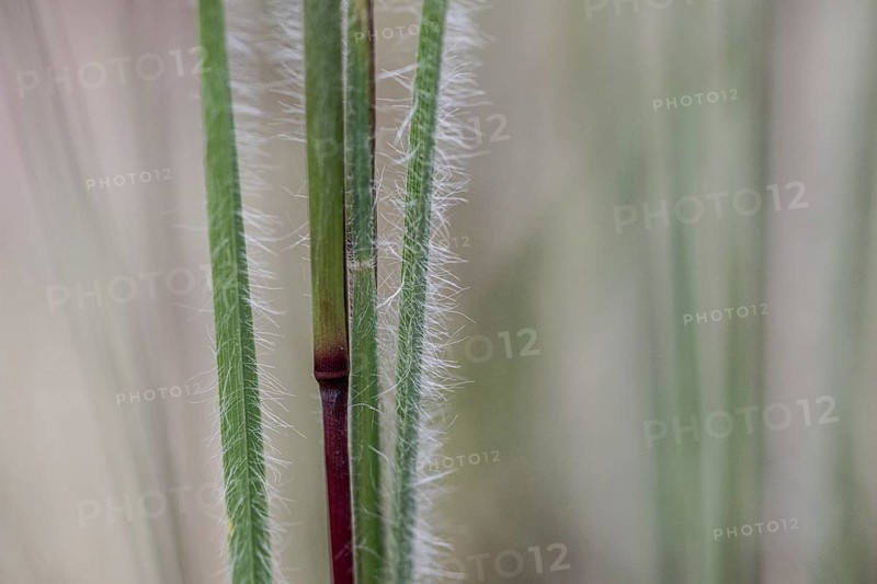 Few-flowered Oatgrass (Danthonia unispicata), Rhineland-Palatinate, Germany