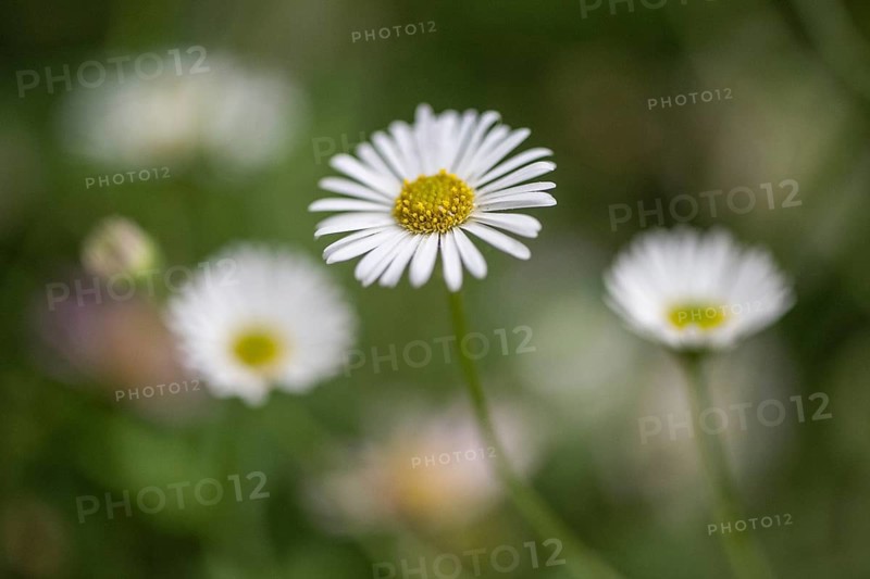 Spanish daisy (Erigeron karavinskianus), Rhineland-Palatinate, Germany