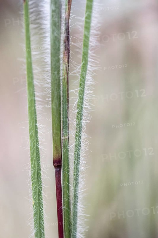 Few-flowered Oatgrass (Danthonia unispicata), Rhineland-Palatinate, Germany