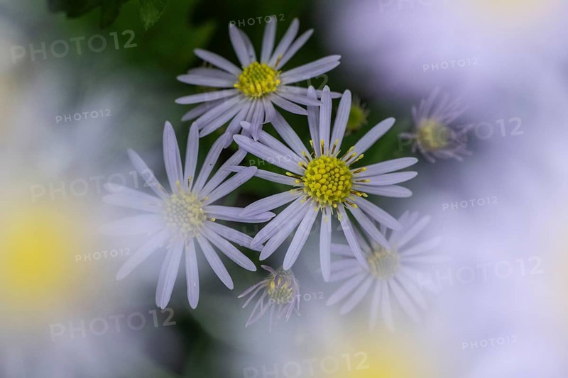 Wild aster (acer ageratoides), Rhineland-Palatinate, Germany