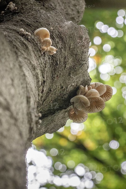 Ringed beech slime moulds (Oudemansiella mucida), Emsland, Lower Saxony, Germany