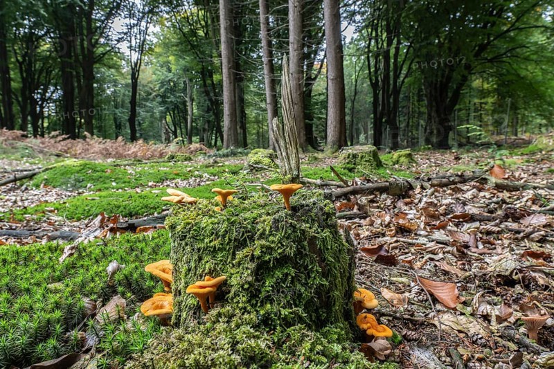 False Chanterelles (Hygrophoropsis aurantiaca), Emsland, Lower Saxony, Germany