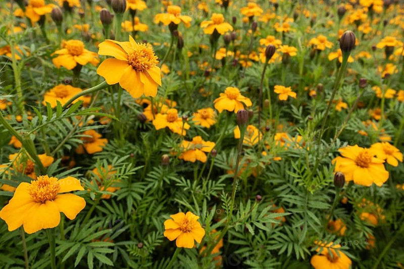 Marigolds (Tagetes), Emsland, Lower Saxony, Germany