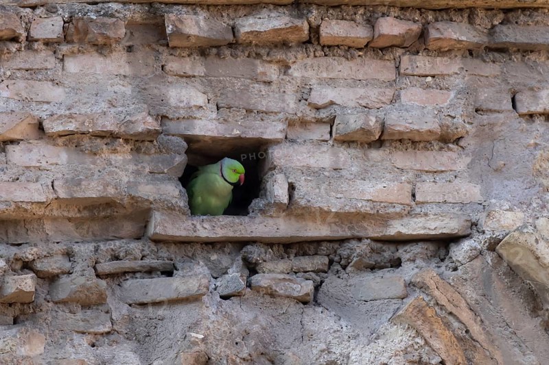 Ring-necked or Rose-ringed parakeet (Psittacula krameri) adult bird looking out of a hole in an ancient city building, Rome, Italy