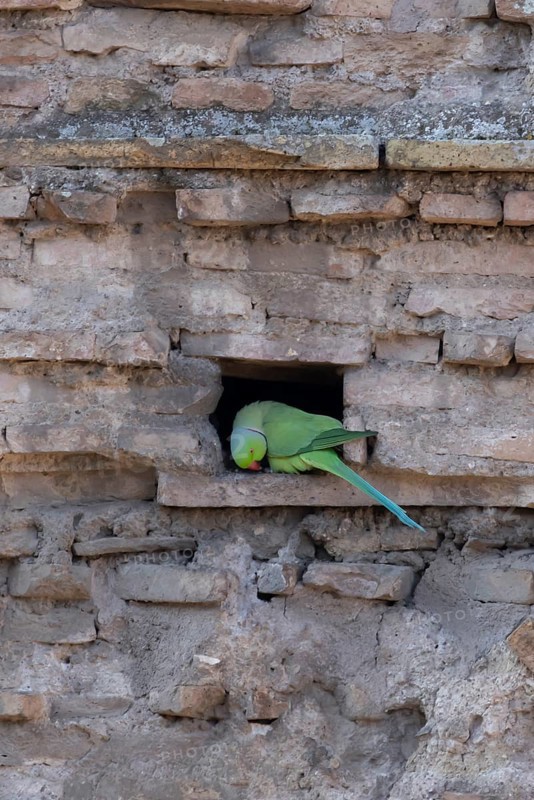Ring-necked or Rose-ringed parakeet (Psittacula krameri) adult bird sitting in a hole in an ancient city building, Rome, Italy