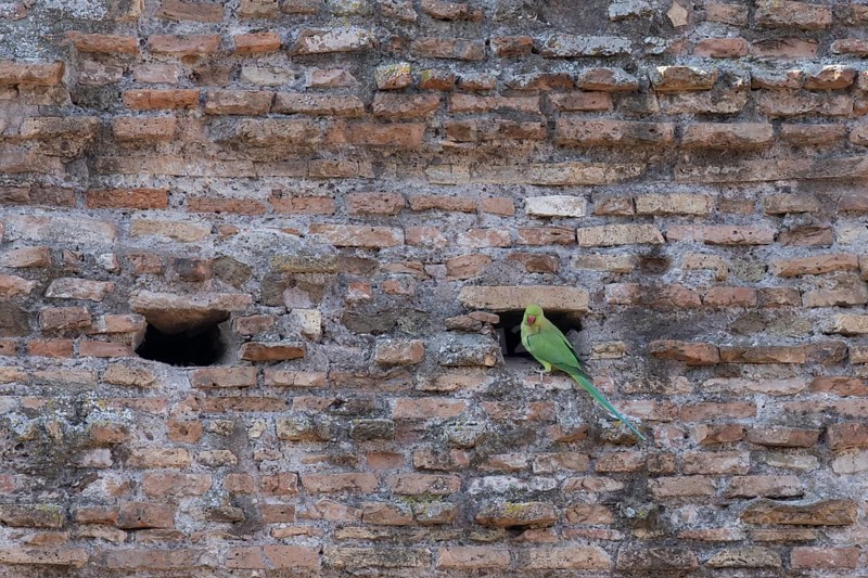 Ring-necked or Rose-ringed parakeet (Psittacula krameri) adult bird sitting by a hole in an ancient city building, Rome, Italy