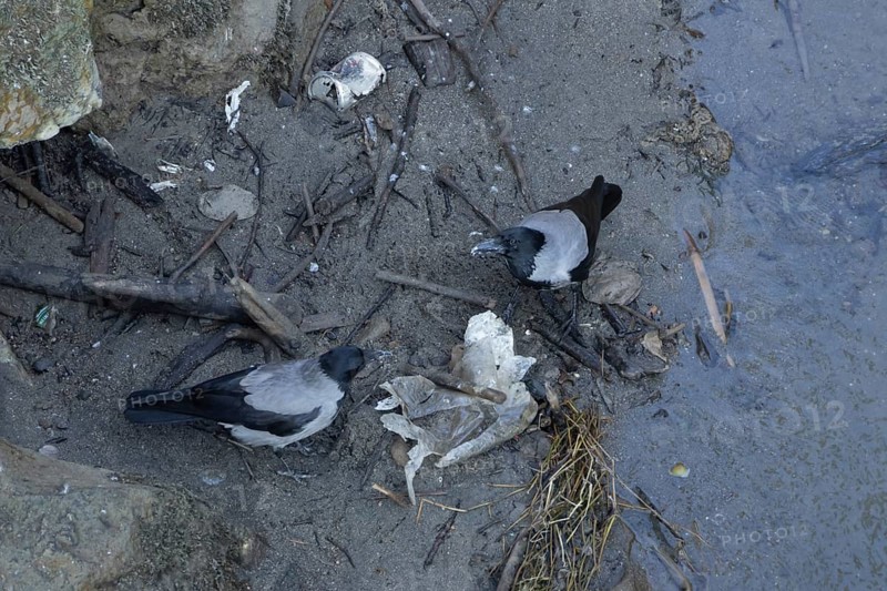 Hooded crow (Corvus cornix) two adult birds feeding on litter by a river, Rome, Italy