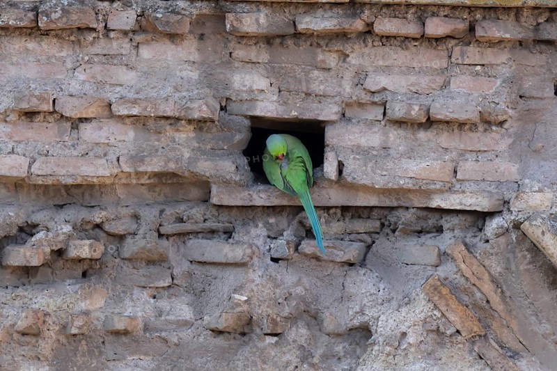 Ring-necked or Rose-ringed parakeet (Psittacula krameri) adult bird preening in a hole in an ancient city building, Rome, Italy