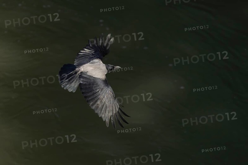 Hooded crow (Corvus cornix) adult bird flying, Rome, Italy
