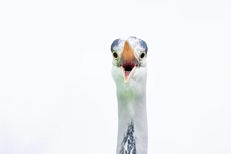 Grey heron (Ardea cinerea) adult bird with its beak open calling, England, United Kingdom