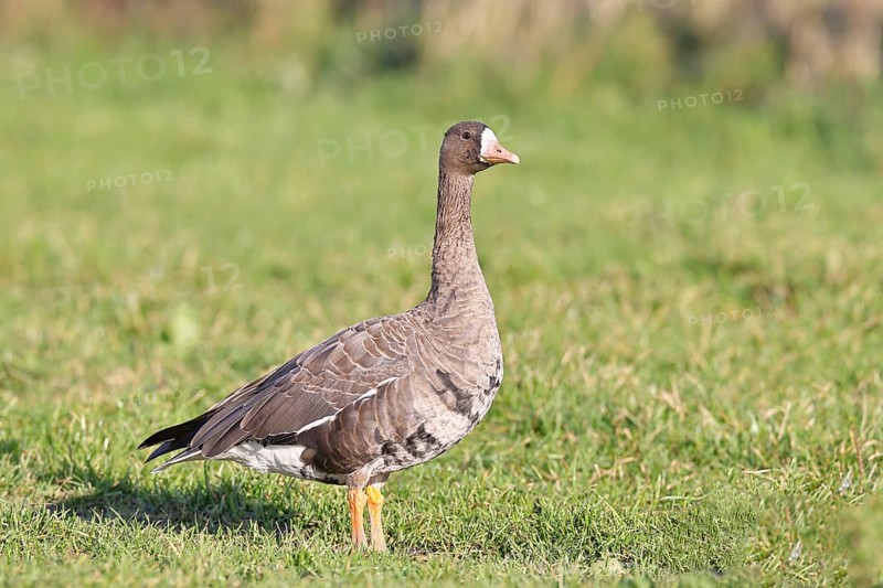 White-fronted goose (Anser albifrons), standing in a meadow in the wintering area, wildlife, Bislicher Insel nature reserve, Xanten, Lower Rhine, North Rhine-Westphalia, Germany