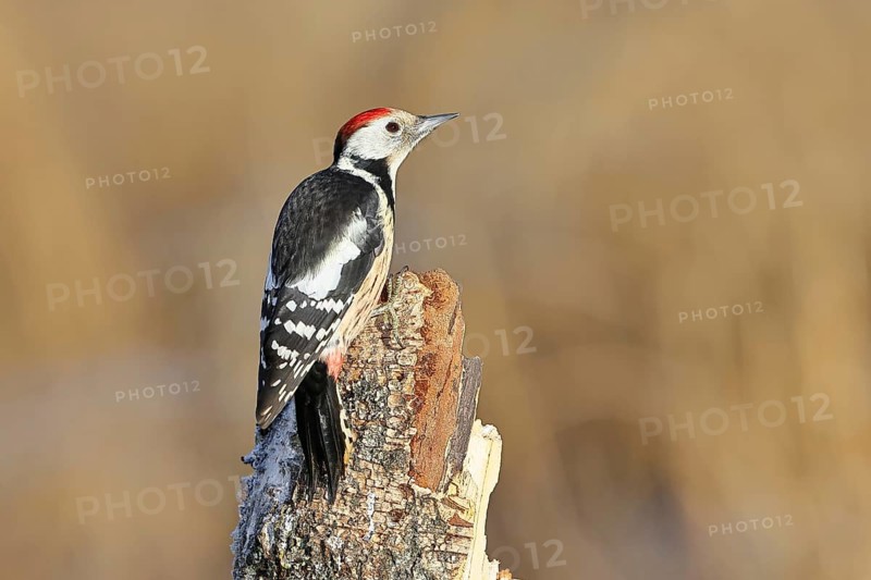 Middle spotted woodpecker (Dendrocopos medius), sitting on an old tree stump, dead wood, Wilnsdorf, North Rhine-Westphalia, Germany