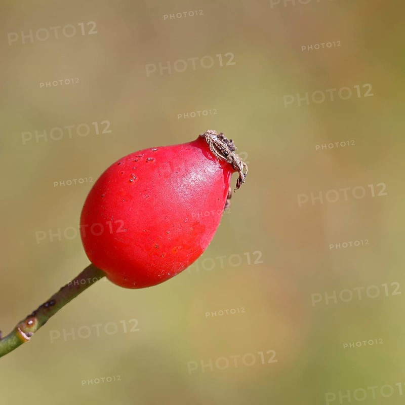 Ripe rosehip fruit of the dog rose (Rosa canina) on a branch, close-up, Wilnsdorf, North Rhine-Westphalia, Germany