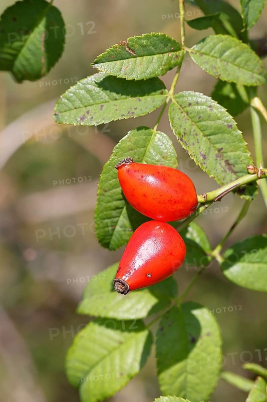 Ripe rosehip fruit of the dog rose (Rosa canina) on a branch, close-up, Wilnsdorf, North Rhine-Westphalia, Germany