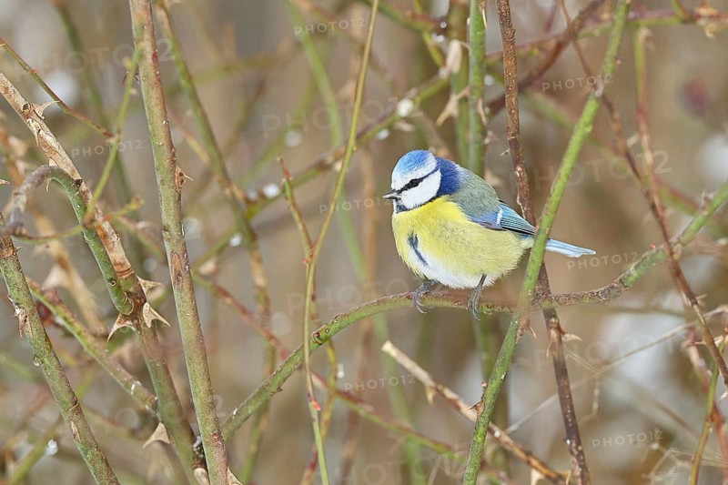 Blue tit (Parus caeruleus), sitting in the bushes of a dog rose (Rosa canina), Wilnsdorf, North Rhine-Westphalia, Germany