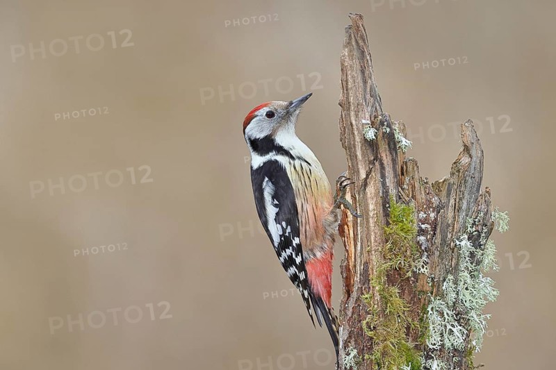 Middle spotted woodpecker (Dendrocopos medius) foraging on a tree stump overgrown with moss and lichen, Wildlife, Woodpeckers, Birds, Nature photography, Wilnsdorf, North Rhine-Westphalia, Germany