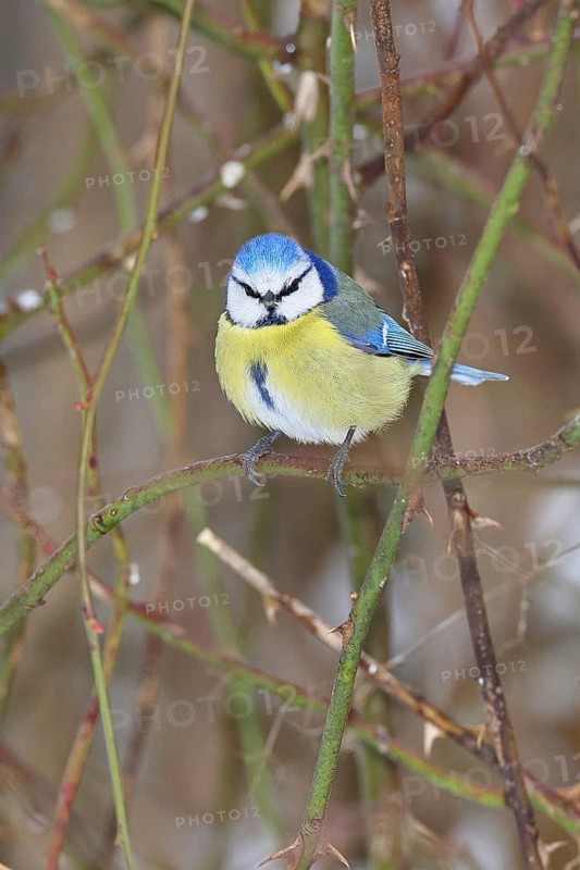Blue tit (Parus caeruleus), sitting in the bushes of a dog rose (Rosa canina), Wilnsdorf, North Rhine-Westphalia, Germany