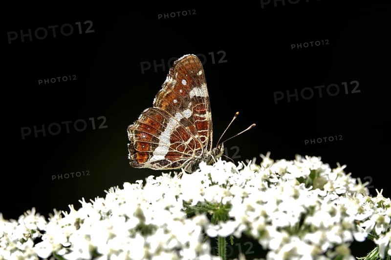 Butterfly Map Butterfly, Summer, Germany