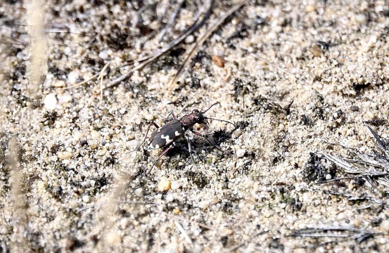 Dune sand beetle, summer, Lusatia, Saxony, Germany