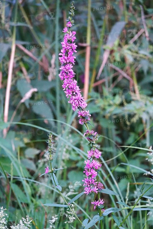 Purple loosestrife, summer, Germany