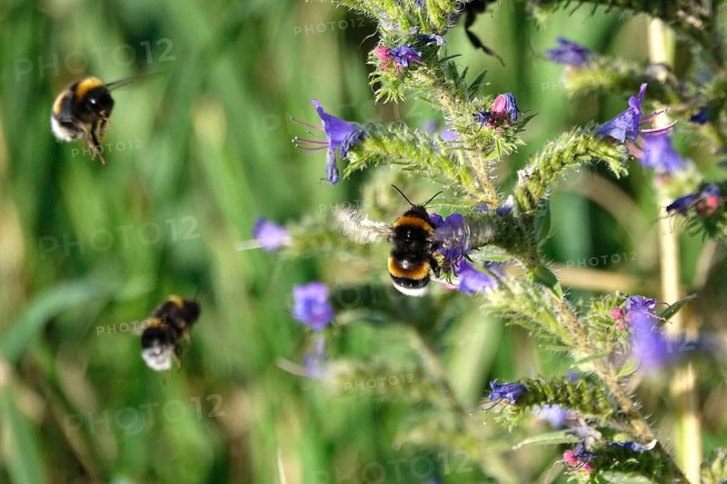 Viper's bugloss (Echium vulgare) with bumblebees in a garden, summer, Germany