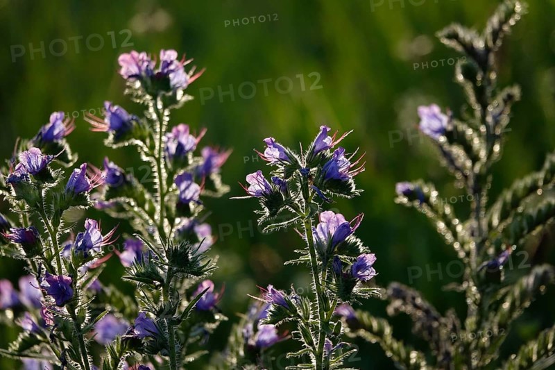 Viper's bugloss (Echium vulgare) in a garden, summer, Germany
