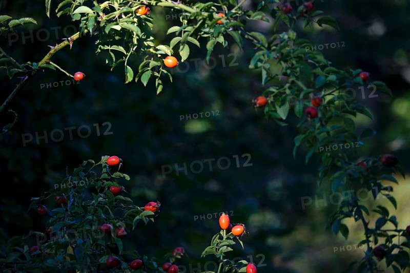Rose hips on a bush, summer, Germany