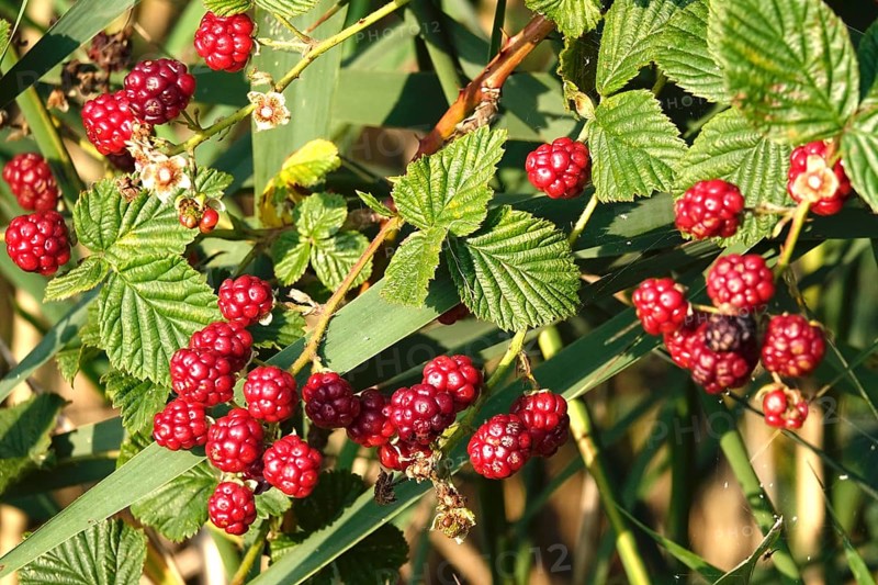 Blackberries on a blackberry bush in the garden, summer, Germany