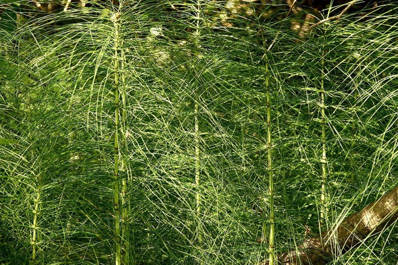 Horsetail plants in the forest, summer, Germany