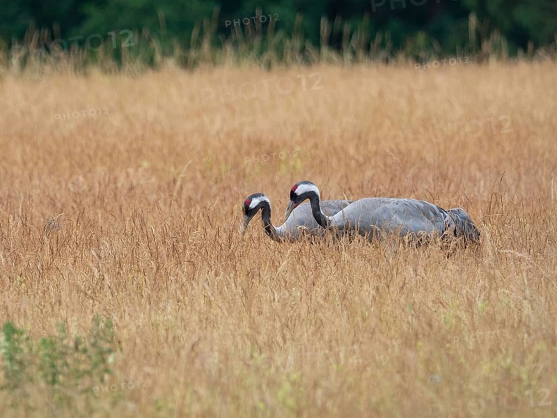 A pair of cranes looking for food, Mecklenburg-Western Pomerania, Germany