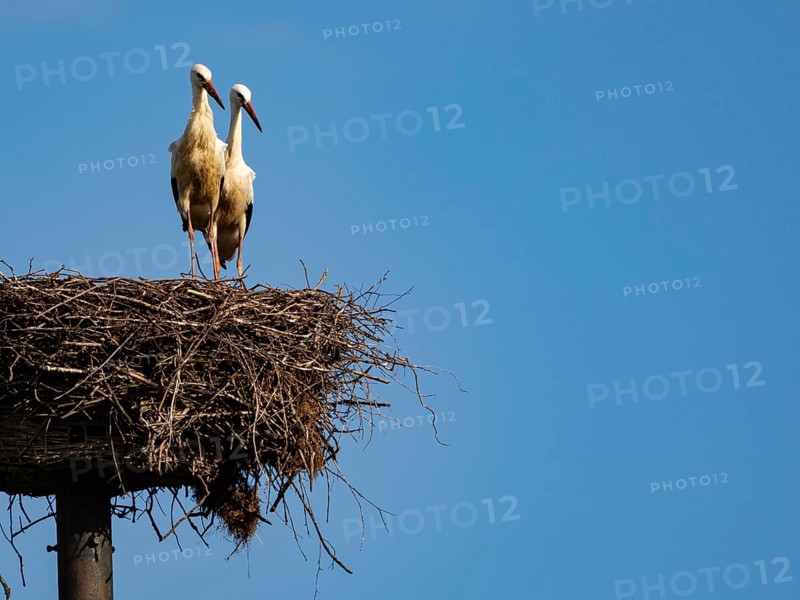 A pair of white storks on their nest, Mecklenburg-Western Pomerania, Germany