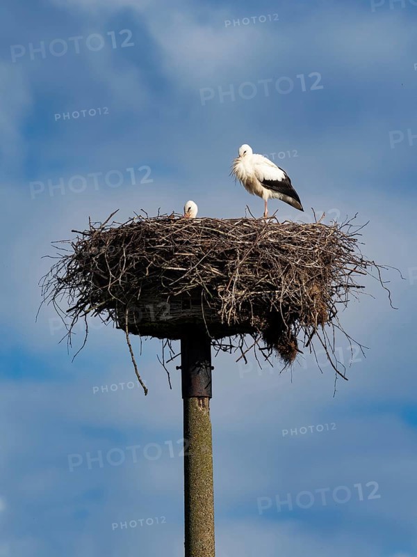 A pair of white storks on their nest, Mecklenburg-Western Pomerania, Germany