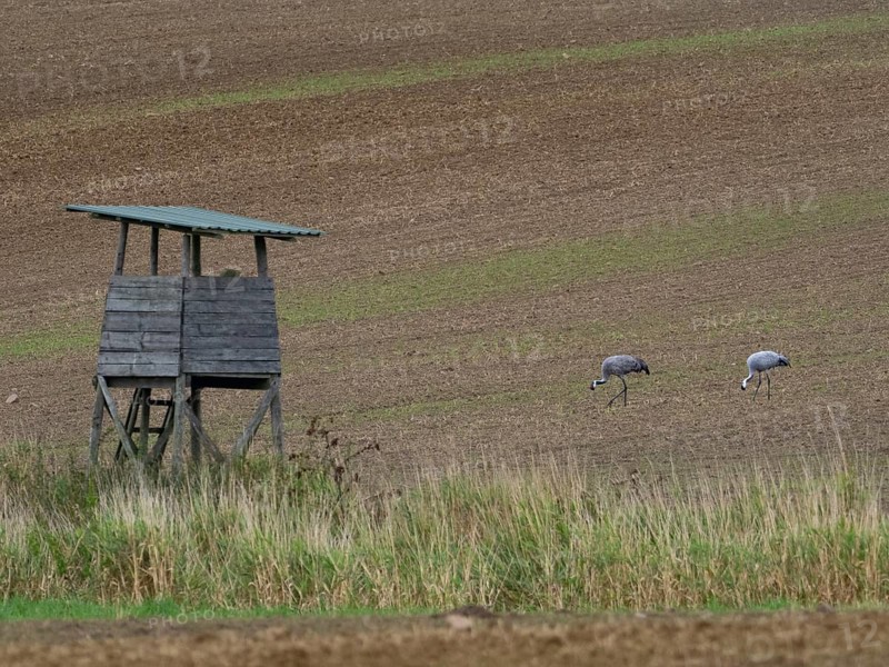 A pair of cranes in a field, Mecklenburg-Western Pomerania, Germany