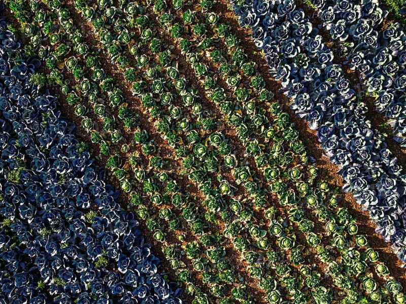 Top down view of red and green cabbage field from a drone, Devon, England, United Kingdom