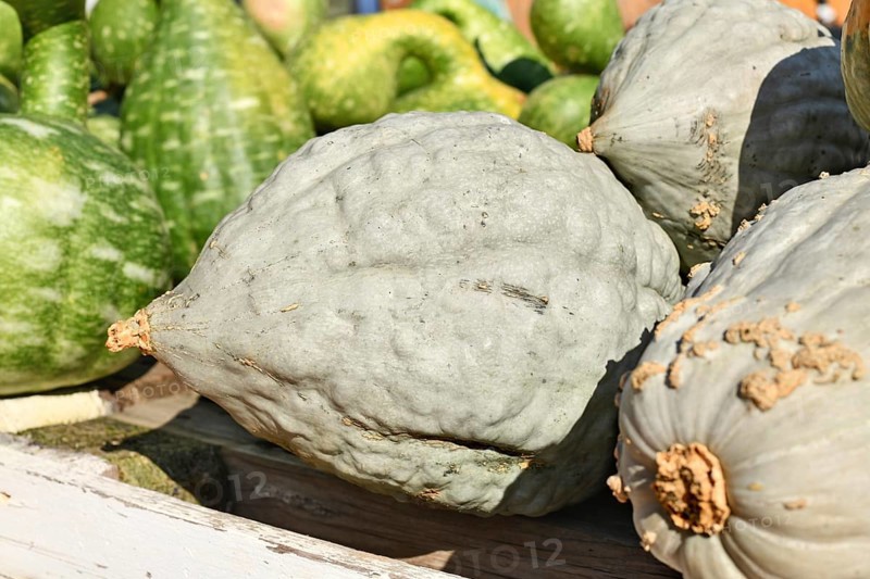 Blue Hubbard squash among assorted pumpkins at sunny farmers market in autumn