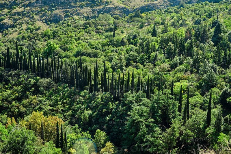 Cypress trees rise prominently in straight lines across a vibrant valley filled with greenery
