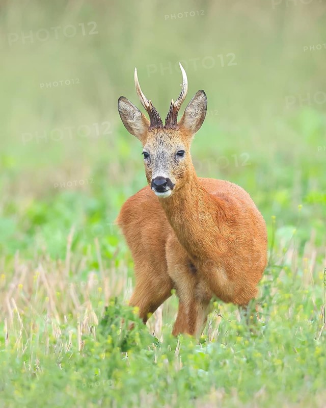 European roe deer (Capreolus capreolus), roebuck standing in harvested grain field after the rutting season, wildlife, morning light, roe deer, mammal, Baltic Sea island Fehmarn, East Holstein, Schleswig-Holstein, Germany