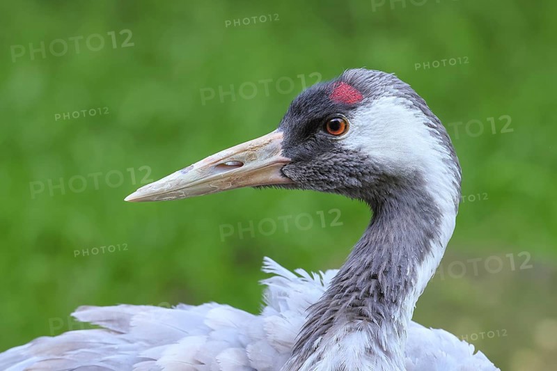 Crane (Grus grus), close-up of a crane, portrait, captive, Bavarian Forest National Park, Bavaria, Germany