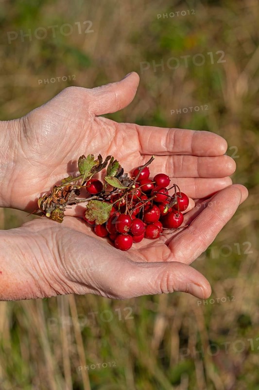 Hands holding berries of blackthorn (Prunus spinosa), Geltinger Birk nature reserve, Nieby, Schleswig-Holstein, Germany