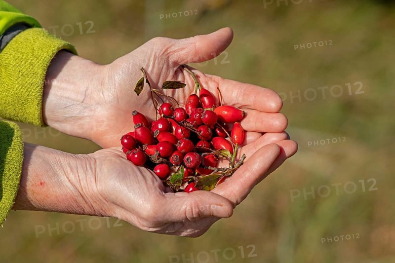 Hands holding berries of blackthorn (Prunus spinosa) and rose hips, Geltinger Birk nature reserve, Nieby, Schleswig-Holstein, Germany