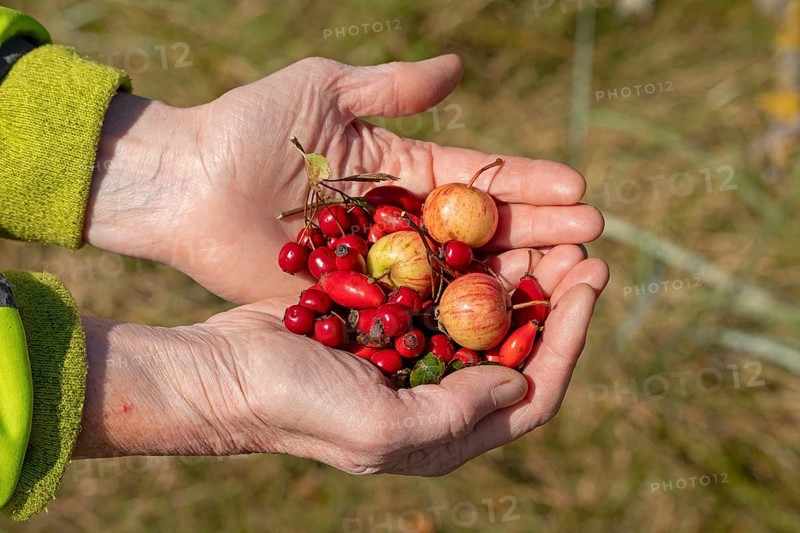 Hands holding berries of blackthorn (Prunus spinosa), rose hips, and wild apples (Malus sylvestris), Geltinger Birk nature reserve, Nieby, Schleswig-Holstein, Germany