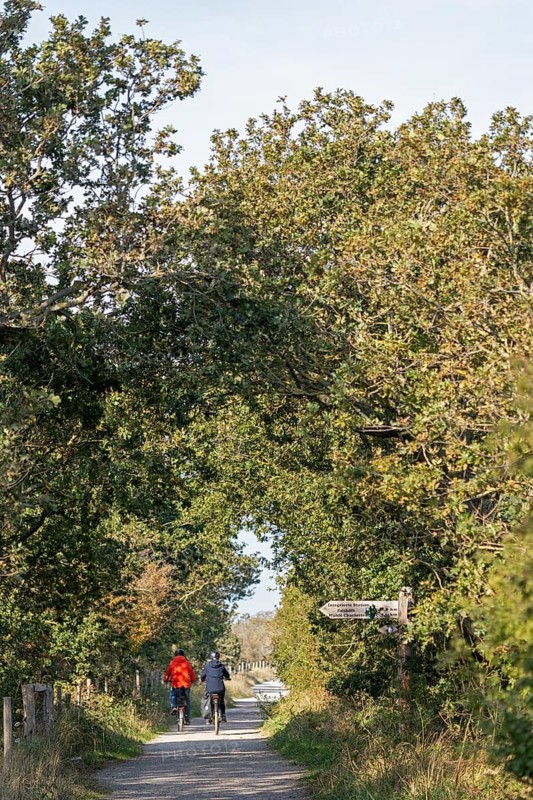 Cyclist, path, trees, signpost, Geltinger Birk nature reserve, Nieby, Schleswig-Holstein, Germany