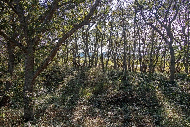 Hutewald, Geltinger Birk nature reserve, Nieby, Schleswig-Holstein, Germany
