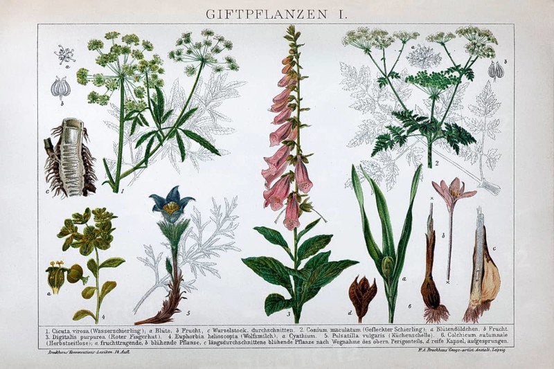 Plate of poisonous plants, spotted hemlock (Conium maculatum), spurge (Euphorbia), Common foxglove Digitalis purpurea), historical book illustration, colour lithograph