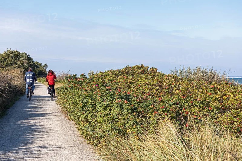 Potato rose (Rosa rugosa) on the Baltic Sea shore, cyclist, Geltinger Birk nature reserve, Nieby, Schleswig-Holstein, Germany