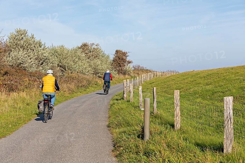 Cyclist, path, fence, pasture, Falshöft, Pommerby, Schleswig-Holstein, Germany