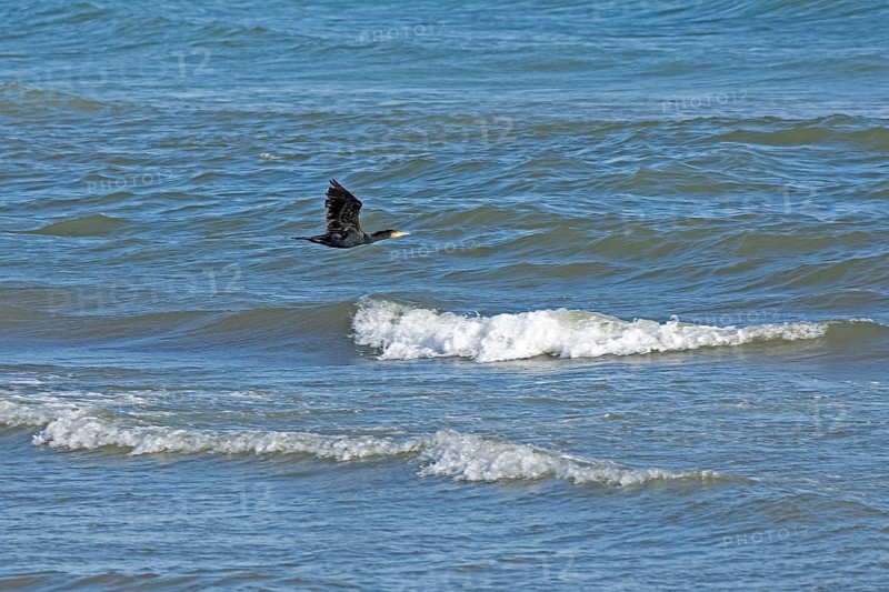 Waves, swell, cormorant in flight, Baltic Sea, Geltinger Birk nature reserve, Nieby, Schleswig-Holstein, Germany